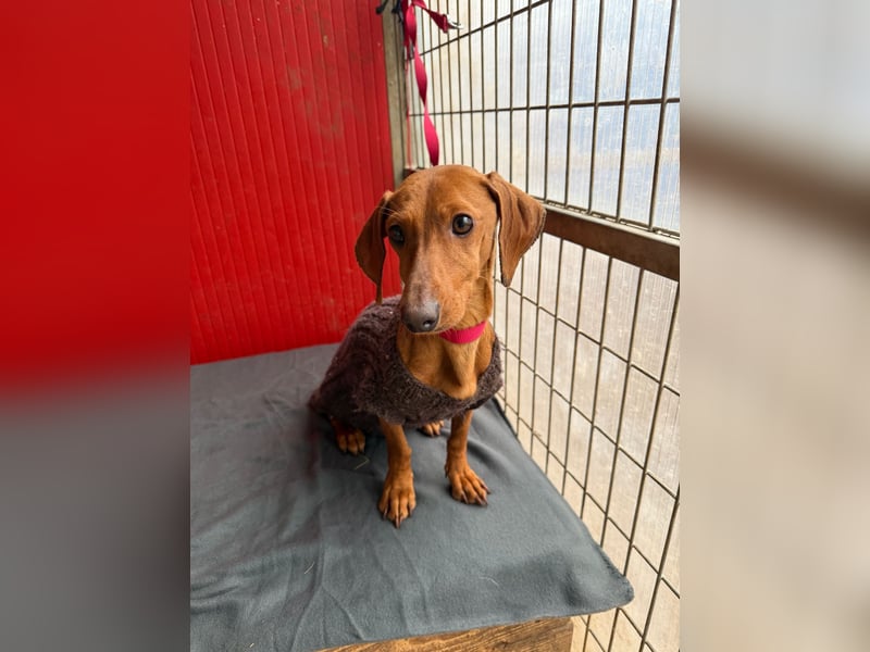 Isabella, Kurzhaardackel, Hündin, geb. am 10.10.2024, 30 cm