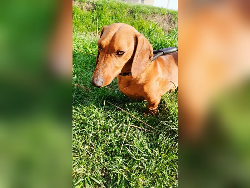 Waldi, Kurzhaardackel, Rüde, ca. 2 Jahre, ca. 30 cm