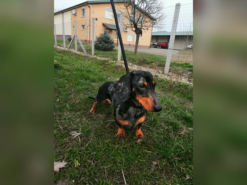 Szotyi, Kurzhaardackel, Rüde, geb. am 18.11.2021, ca. 30 cm