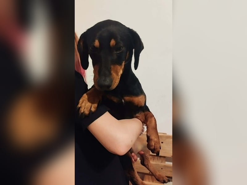 Peti, Kurzhaardackel, Rüde, geb. am 01.07.2023, ca. 30 cm