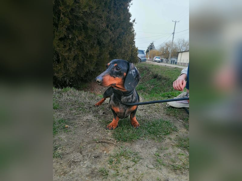 Szotyi, Kurzhaardackel, Rüde, geb. am 18.11.2021, ca. 30 cm