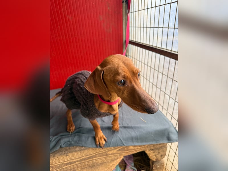 Isabella, Kurzhaardackel, Hündin, geb. am 10.10.2024, 30 cm