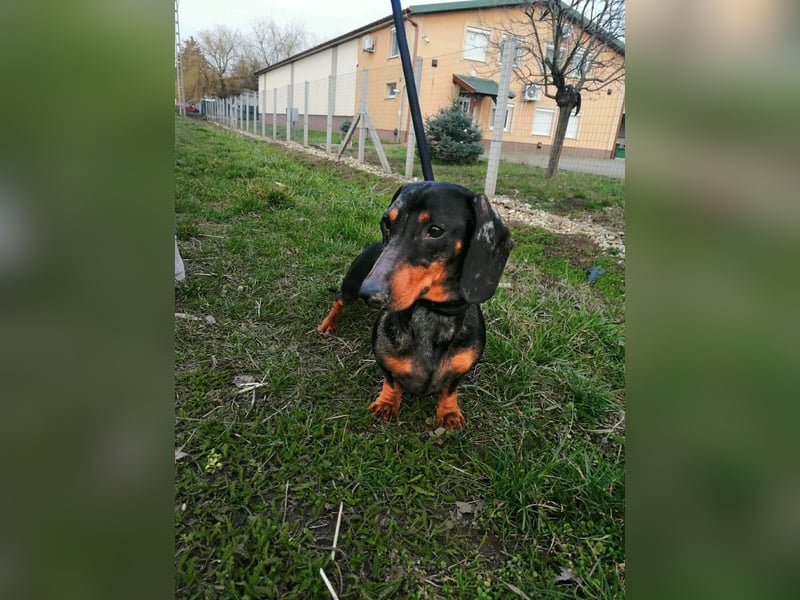 Szotyi, Kurzhaardackel, Rüde, geb. am 18.11.2021, ca. 30 cm