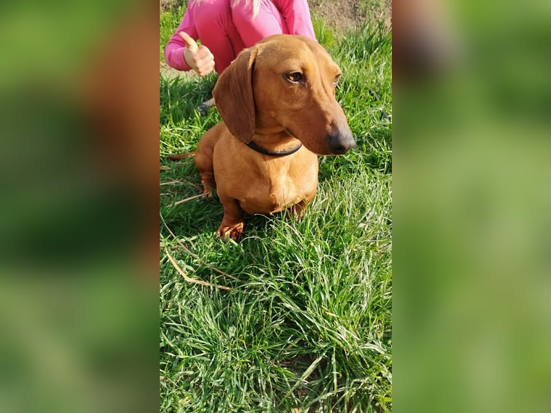 Waldi, Kurzhaardackel, Rüde, ca. 2 Jahre, ca. 30 cm