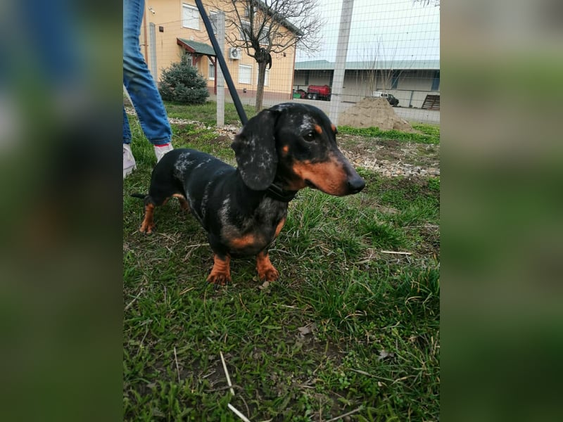 Szotyi, Kurzhaardackel, Rüde, geb. am 18.11.2021, ca. 30 cm