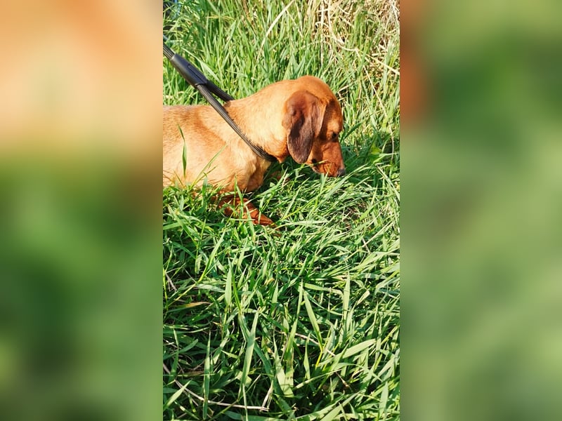 Lotte, Kurzhaardackel, Hündin, ca. 2 Jahre, ca. 30 cm