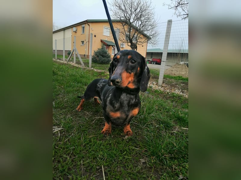 Szotyi, Kurzhaardackel, Rüde, geb. am 18.11.2021, ca. 30 cm