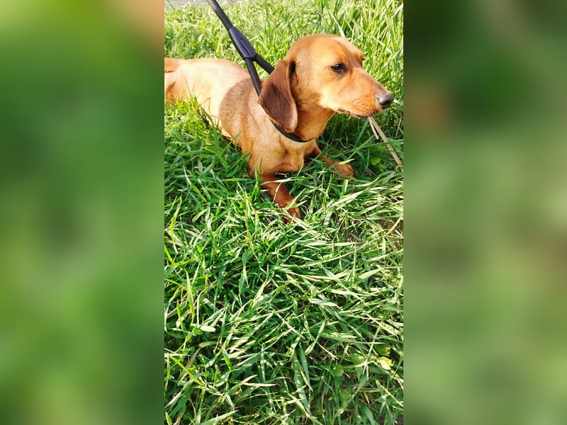 Lotte, Kurzhaardackel, Hündin, ca. 2 Jahre, ca. 30 cm