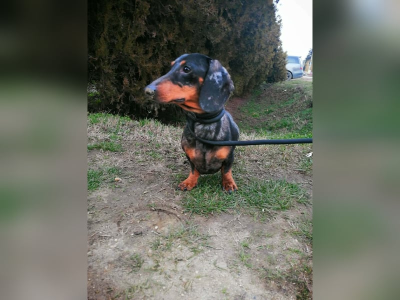 Szotyi, Kurzhaardackel, Rüde, geb. am 18.11.2021, ca. 30 cm