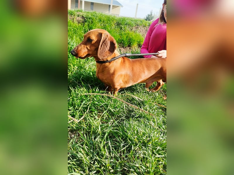 Waldi, Kurzhaardackel, Rüde, ca. 2 Jahre, ca. 30 cm