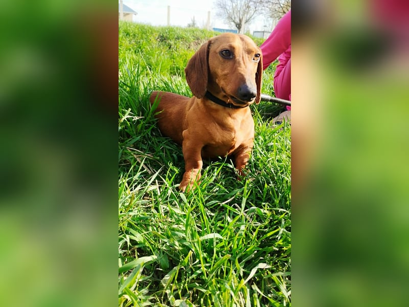 Waldi, Kurzhaardackel, Rüde, ca. 2 Jahre, ca. 30 cm