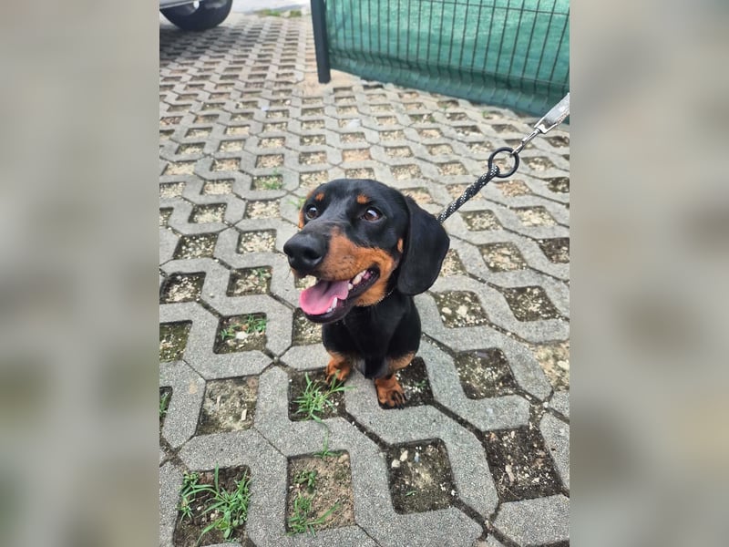 Willy, Kurzhaardackel, Rüde, ca. 2 Jahre, ca. 30 cm