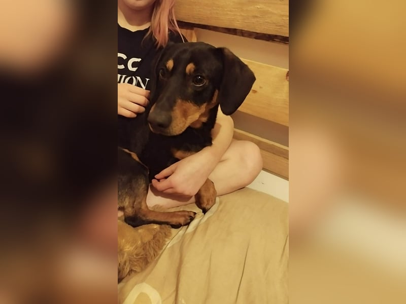 Peti, Kurzhaardackel, Rüde, geb. am 01.07.2023, ca. 30 cm