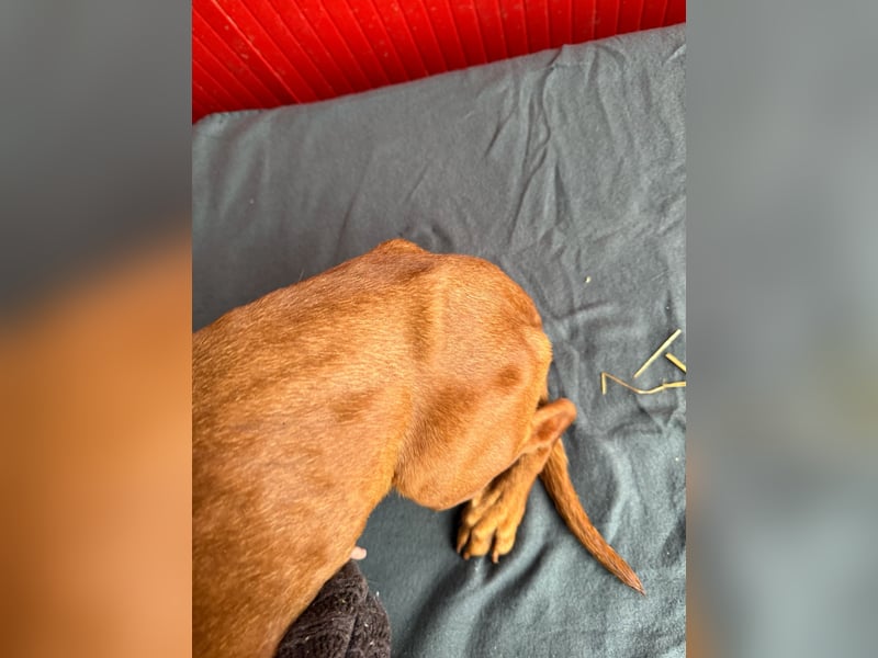 Isabella, Kurzhaardackel, Hündin, geb. am 10.10.2024, 30 cm