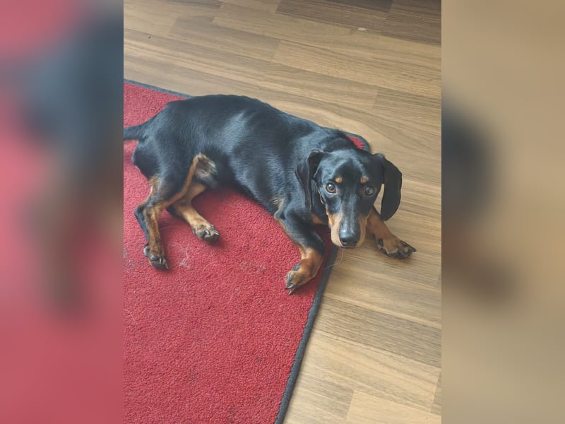 Sammy, Kurzhaardackel, Rüde, ca. 2 Jahre, ca. 30 cm - 76139 Karlsruhe -