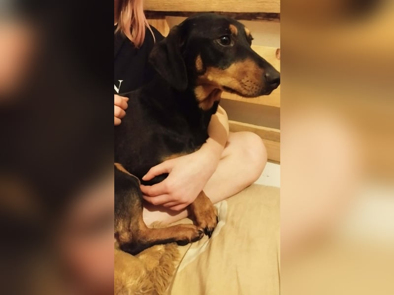 Peti, Kurzhaardackel, Rüde, geb. am 01.07.2023, ca. 30 cm