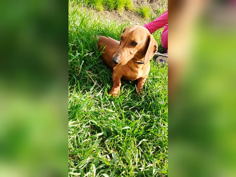 Waldi, Kurzhaardackel, Rüde, ca. 2 Jahre, ca. 30 cm