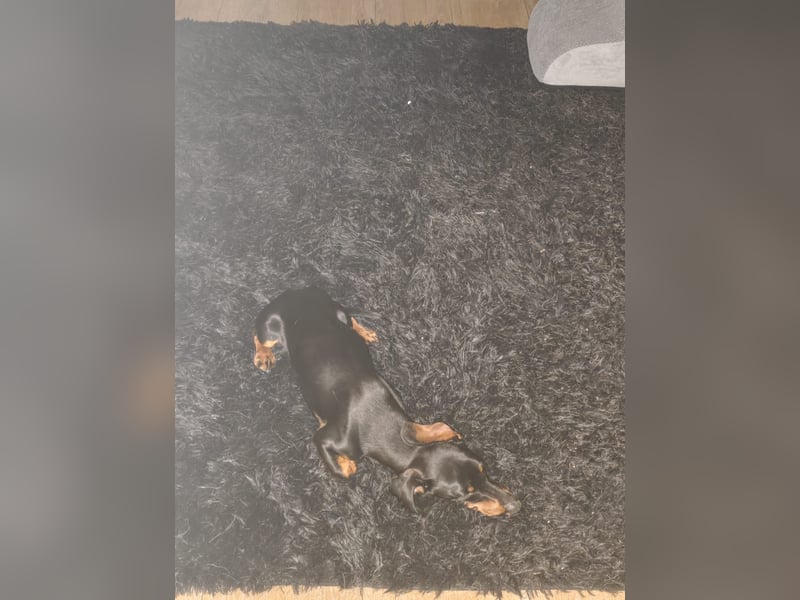 Sammy, Kurzhaardackel, Rüde, ca. 2 Jahre, ca. 30 cm - 76139 Karlsruhe -