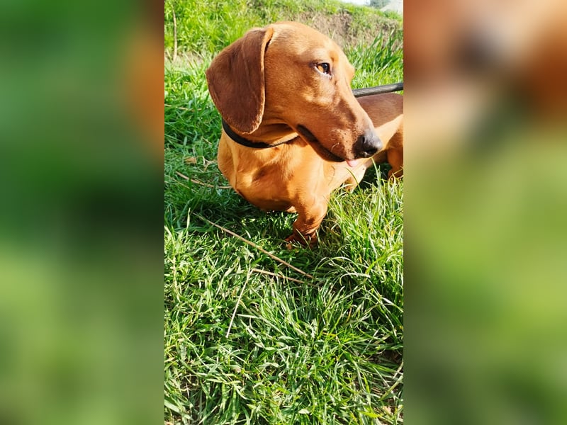 Waldi, Kurzhaardackel, Rüde, ca. 2 Jahre, ca. 30 cm