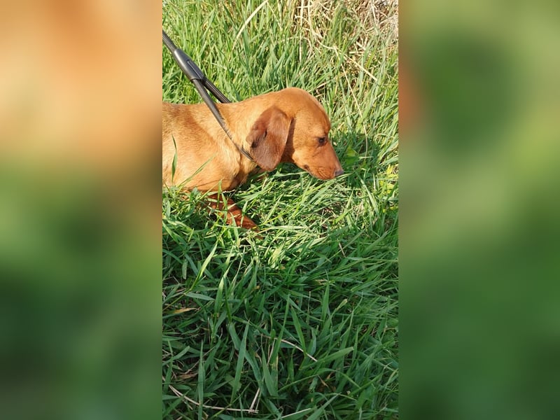 Lotte, Kurzhaardackel, Hündin, ca. 2 Jahre, ca. 30 cm