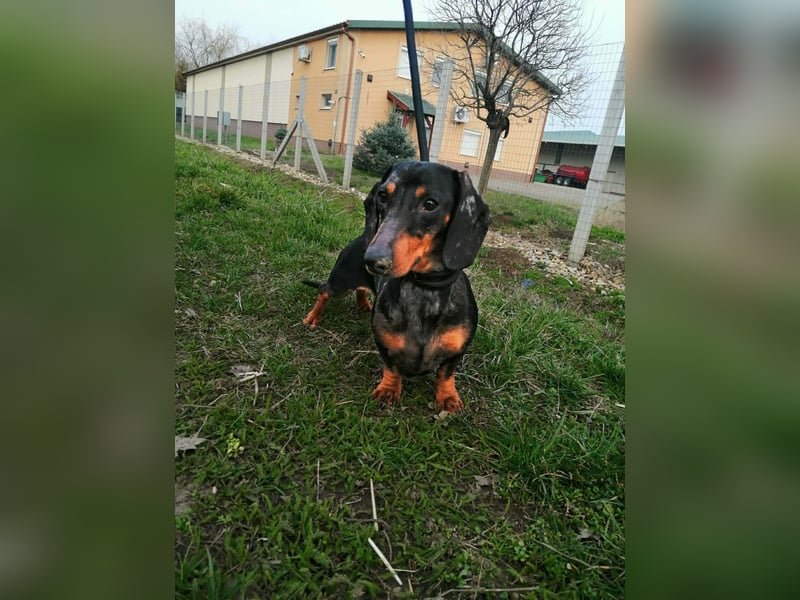 Szotyi, Kurzhaardackel, Rüde, geb. am 18.11.2021, ca. 30 cm