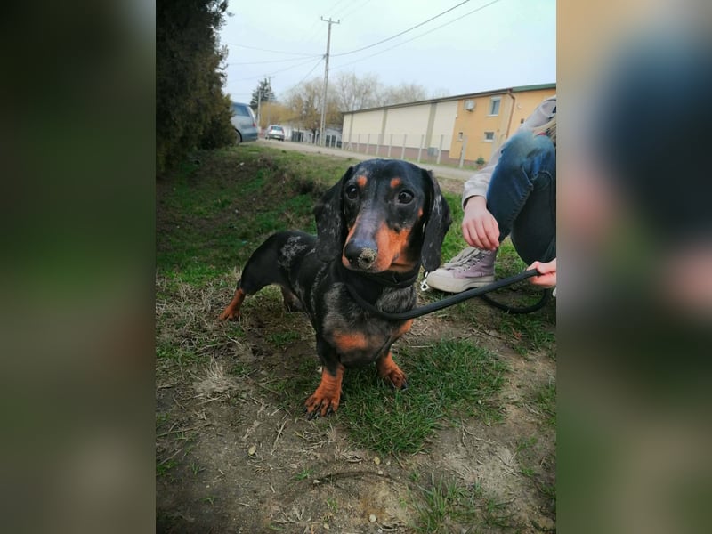 Szotyi, Kurzhaardackel, Rüde, geb. am 18.11.2021, ca. 30 cm