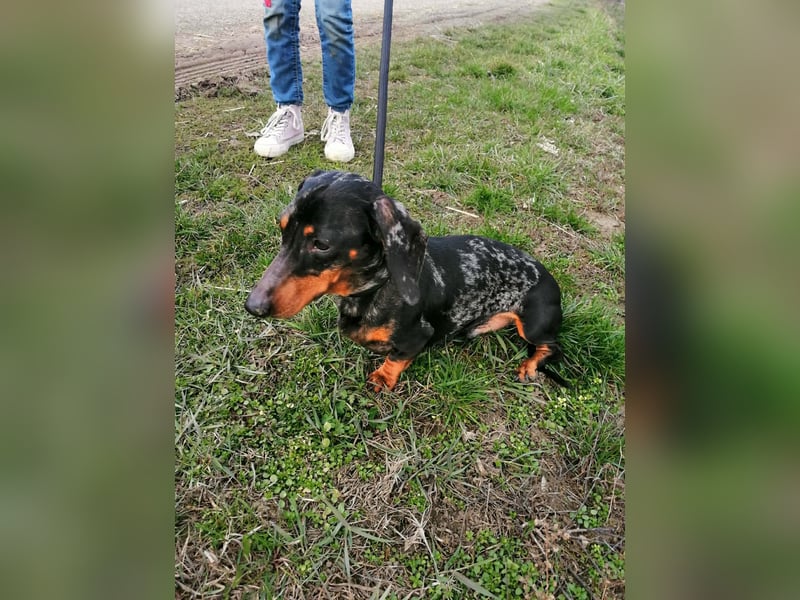 Szotyi, Kurzhaardackel, Rüde, geb. am 18.11.2021, ca. 30 cm