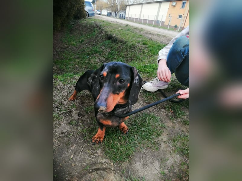 Szotyi, Kurzhaardackel, Rüde, geb. am 18.11.2021, ca. 30 cm