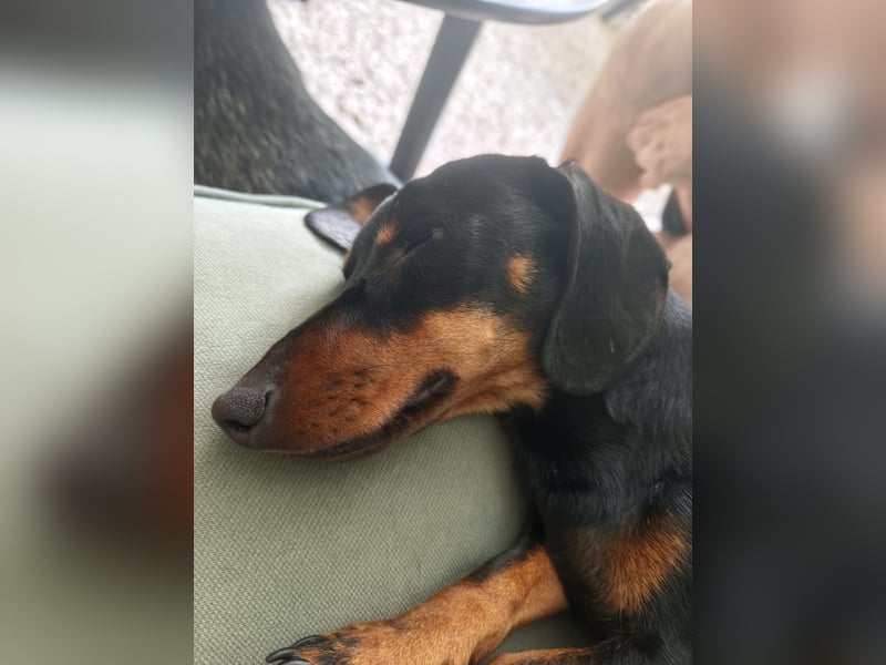 Sammy, Kurzhaardackel, Rüde, ca. 2 Jahre, ca. 30 cm - 76139 Karlsruhe -