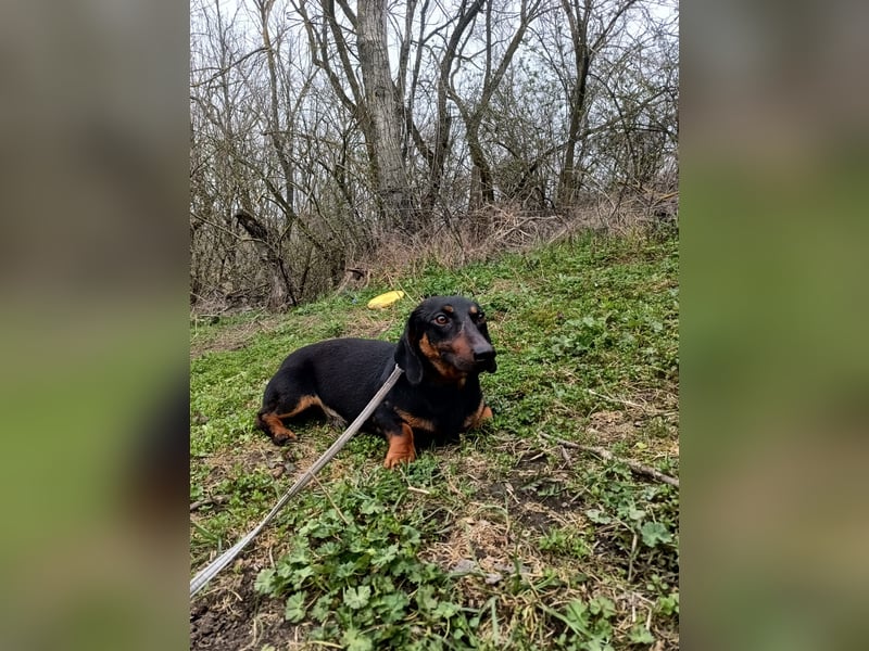 Dino Tierschutzhund sucht ein Zuhause