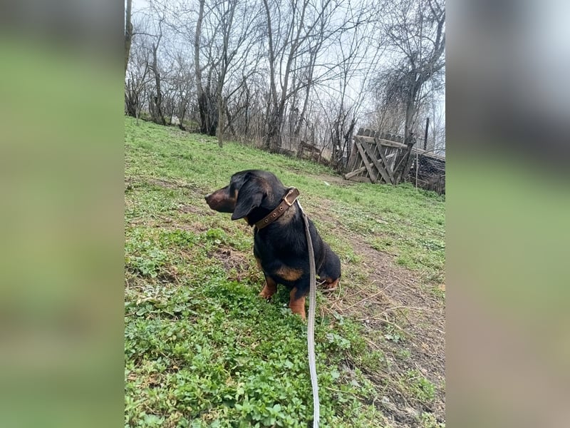Dino Tierschutzhund sucht ein Zuhause
