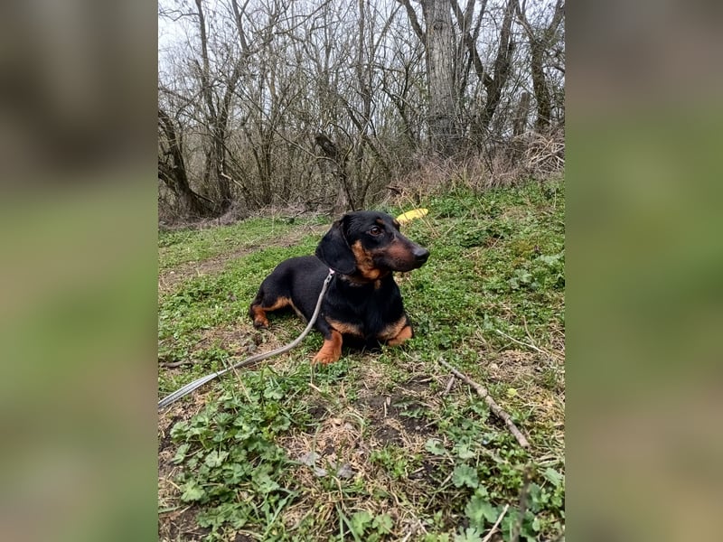 Dino Tierschutzhund sucht ein Zuhause