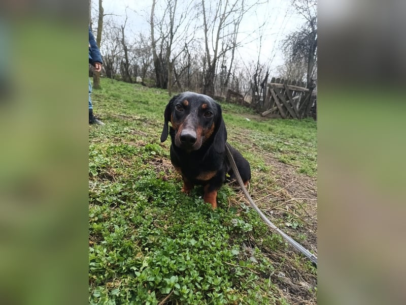 Dino Tierschutzhund sucht ein Zuhause
