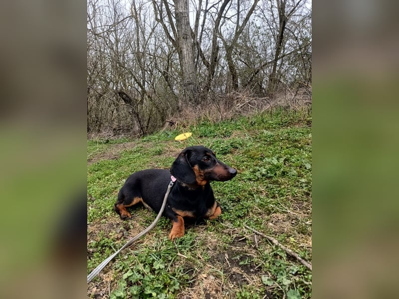 Dino Tierschutzhund sucht ein Zuhause