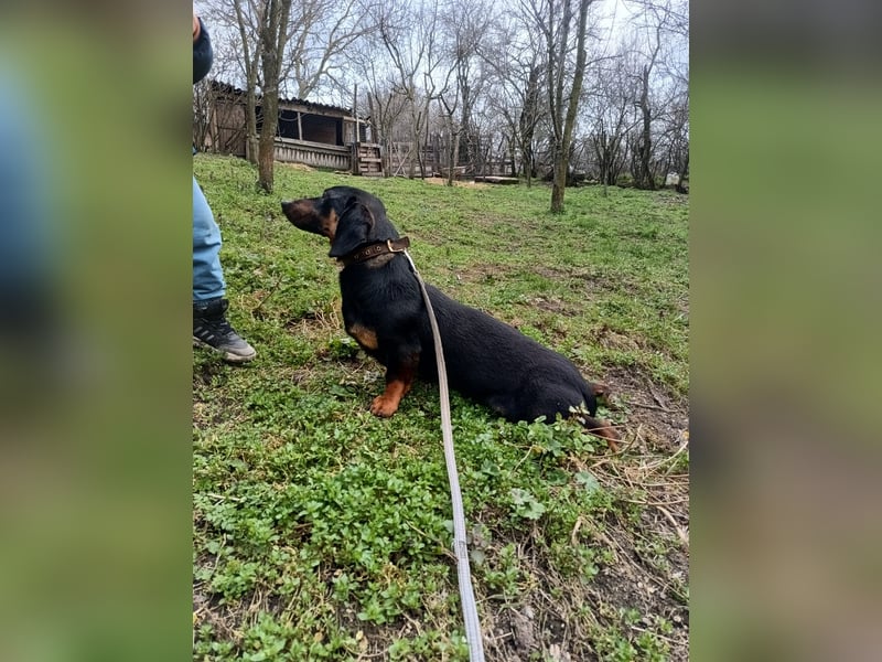 Dino Tierschutzhund sucht ein Zuhause