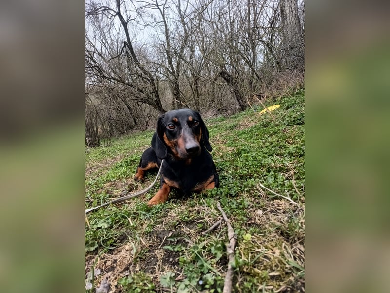 Dino Tierschutzhund sucht ein Zuhause