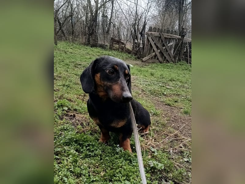 Dino Tierschutzhund sucht ein Zuhause