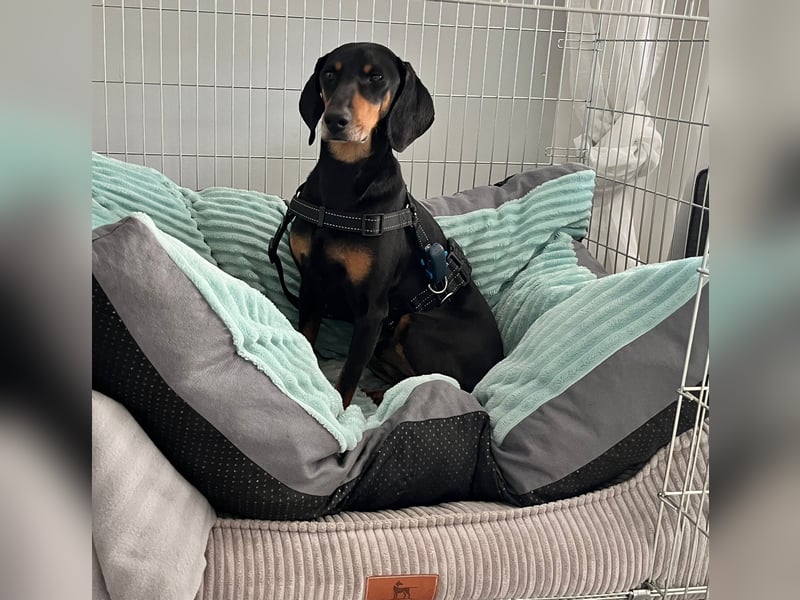 Handlicher, gepflegter, verspielter Kurzhaardackel ähnl. Hundejunge, 5J., Kastriert