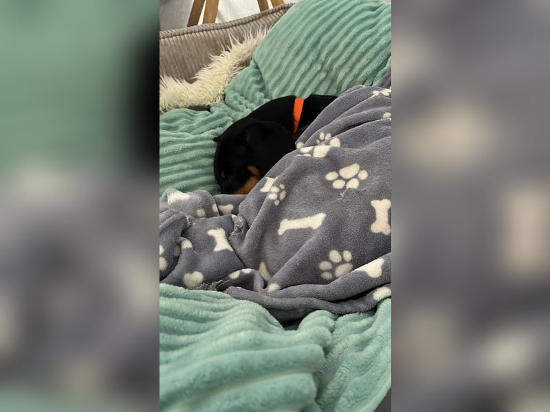 Handlicher, gepflegter, verspielter Kurzhaardackel ähnl. Hundejunge, 5J., Kastriert