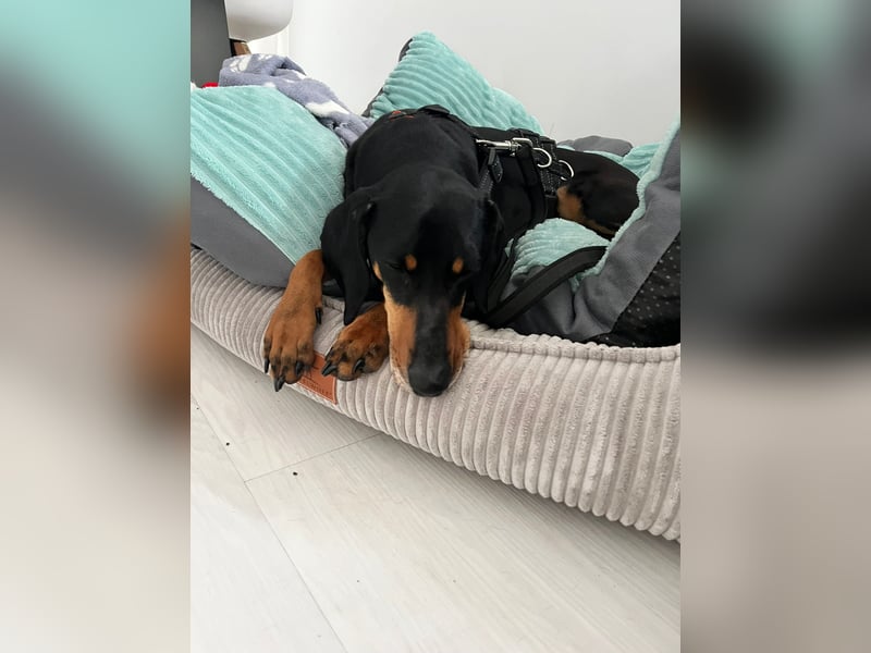 Handlicher, gepflegter, verspielter Kurzhaardackel ähnl. Hundejunge, 5J., Kastriert