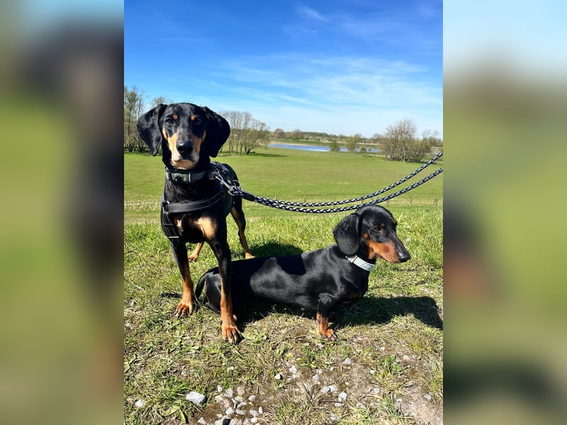 Handlicher, gepflegter, verspielter Kurzhaardackel ähnl. Hundejunge, 5J., Kastriert