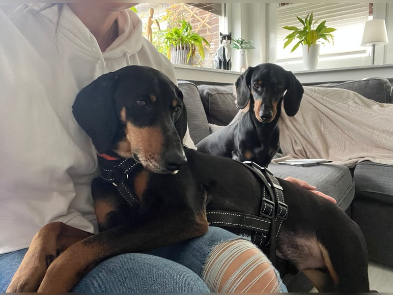 Handlicher, gepflegter, verspielter Kurzhaardackel ähnl. Hundejunge, 5J., Kastriert