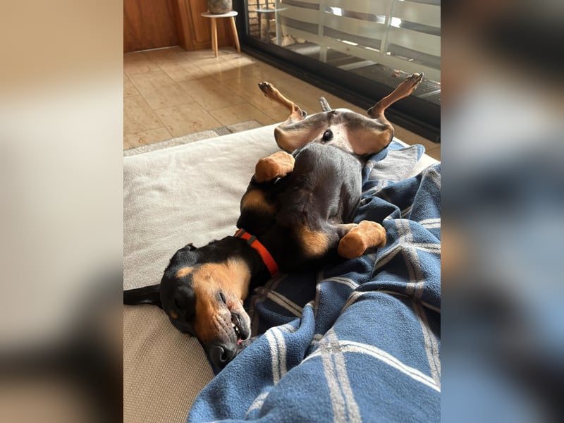 Handlicher, gepflegter, verspielter Kurzhaardackel ähnl. Hundejunge, 5J., Kastriert