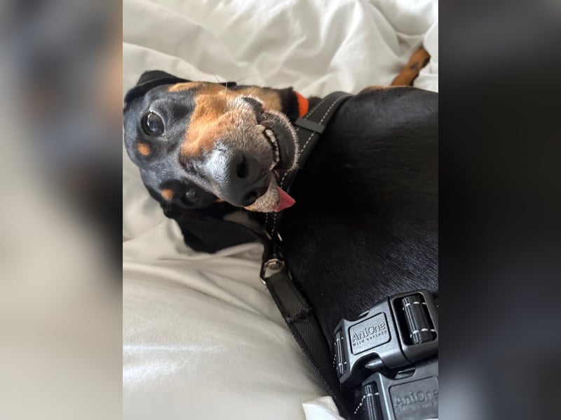 Handlicher, gepflegter, verspielter Kurzhaardackel ähnl. Hundejunge, 5J., Kastriert