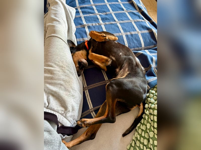 Handlicher, gepflegter, verspielter Kurzhaardackel ähnl. Hundejunge, 5J., Kastriert