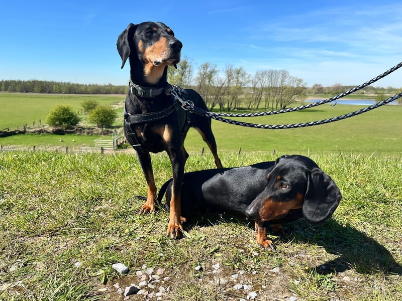 Handlicher, gepflegter, verspielter Kurzhaardackel ähnl. Hundejunge, 5J., Kastriert