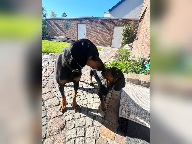 Handlicher, gepflegter, verspielter Kurzhaardackel ähnl. Hundejunge, 5J., Kastriert