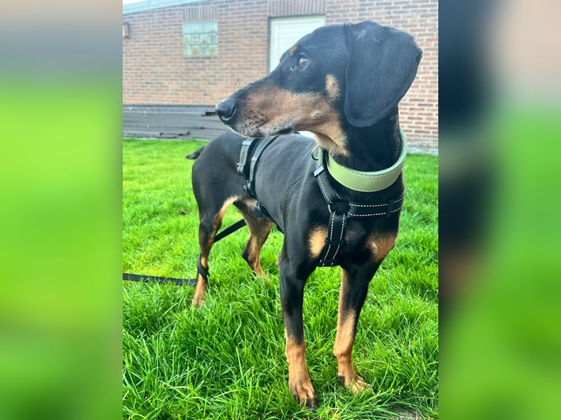 Handlicher, gepflegter, verspielter Kurzhaardackel ähnl. Hundejunge, 5J., Kastriert