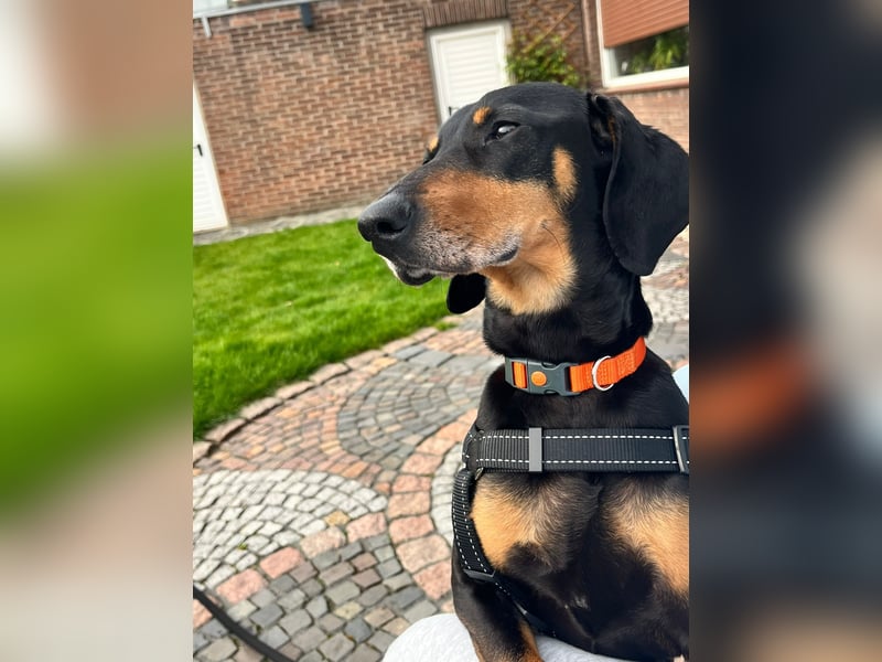 Handlicher, gepflegter, verspielter Kurzhaardackel ähnl. Hundejunge, 5J., Kastriert