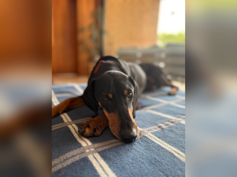 Handlicher, gepflegter, verspielter Kurzhaardackel ähnl. Hundejunge, 5J., Kastriert